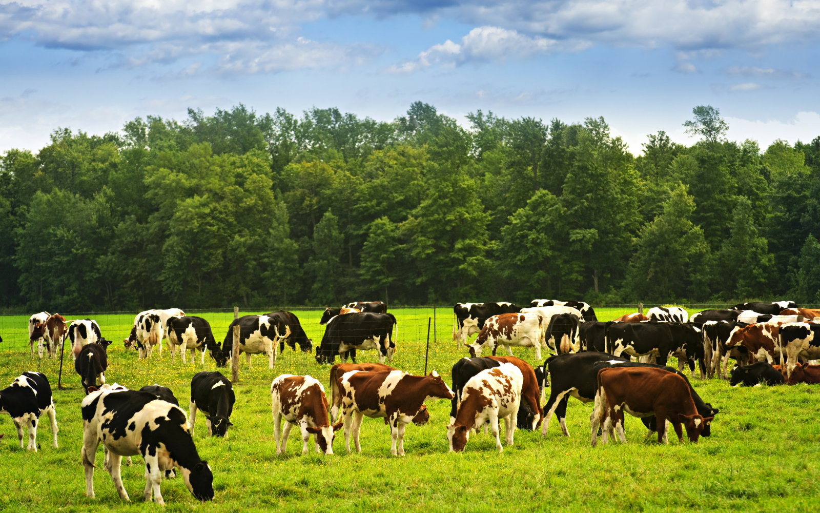 Descarbonização na pecuária leiteira: como reduzir a emissão sem afetar a produtividade? - Cia do Leite - Transformamos qualidade do leite e produtividade das fazendas